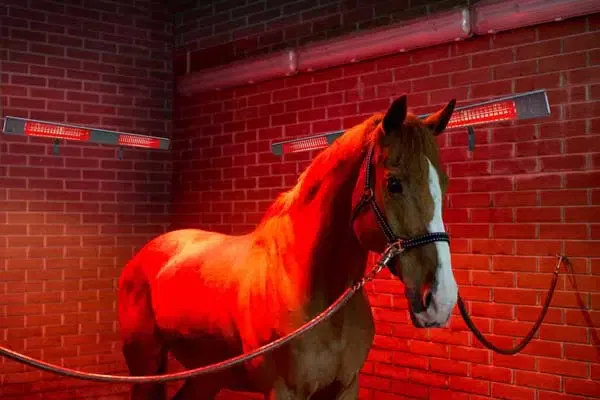 Pferdesolarium: Wärmetherapie macht Muskeln fit