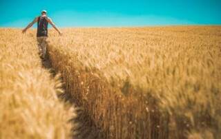 Infrarot Hallenheizungen in der Landwirtschaft