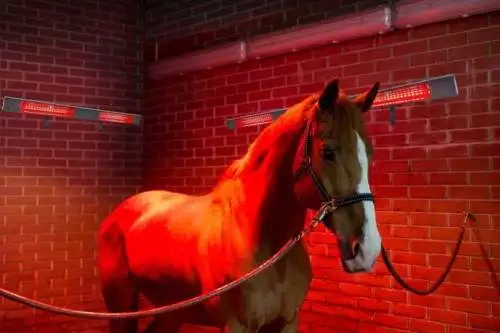 Pferdesolarium: Infrarot-Wärmetherapie macht Muskeln fit