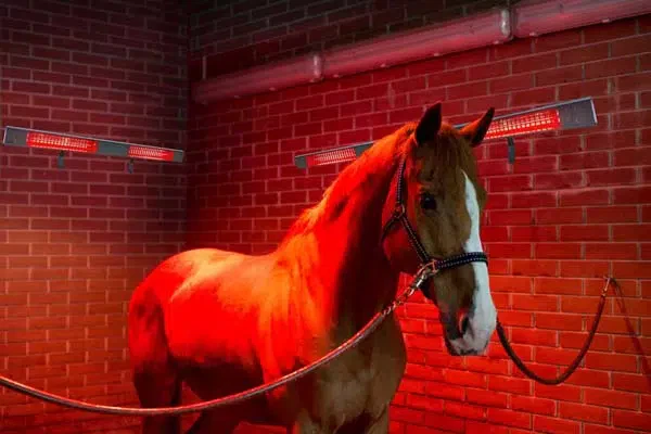 Pferdesolarium: Wärmetherapie macht Muskeln fit