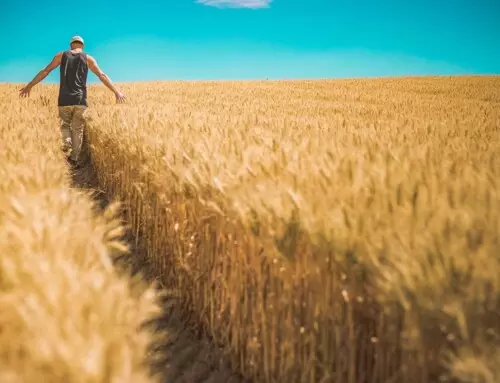 Infrarot Hallenheizungen in der Landwirtschaft: Wärme für Tier und Technik