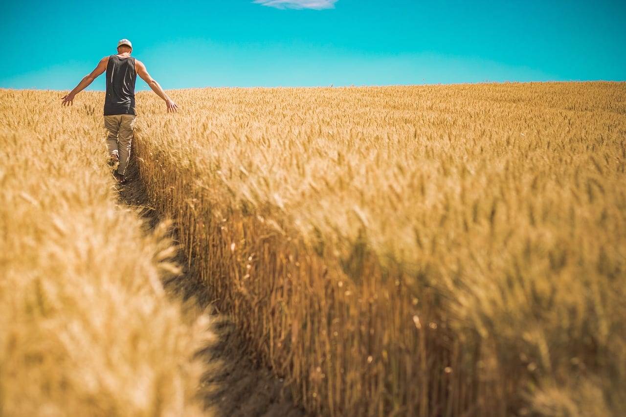 Infrarot Hallenheizungen in der Landwirtschaft